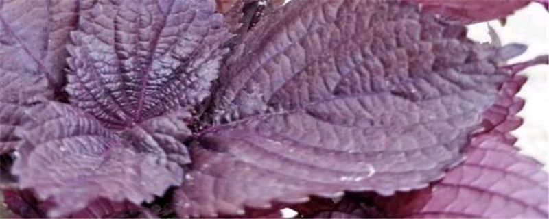 紫苏种植时间和方法