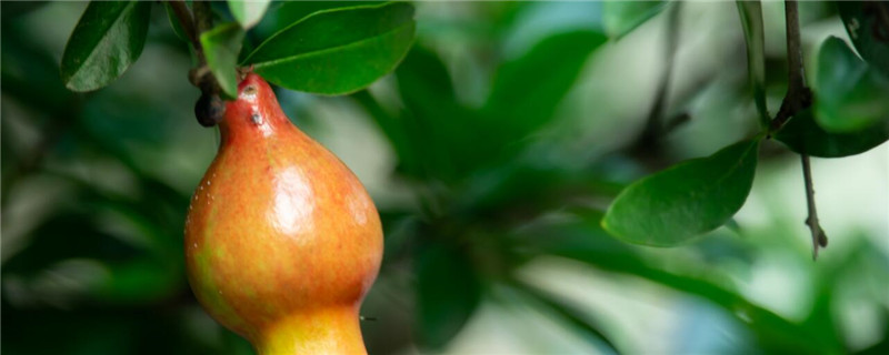 石榴生长在哪里