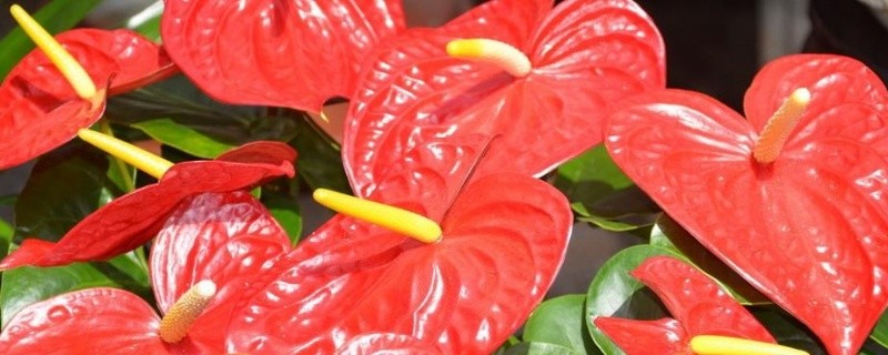 红掌怎么换土和浇水