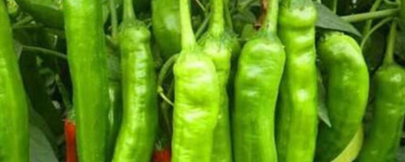 贵州二荆条辣椒的特点
