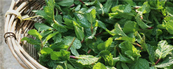 常见的食用药材有哪些