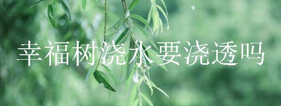 幸福树浇水要浇透吗