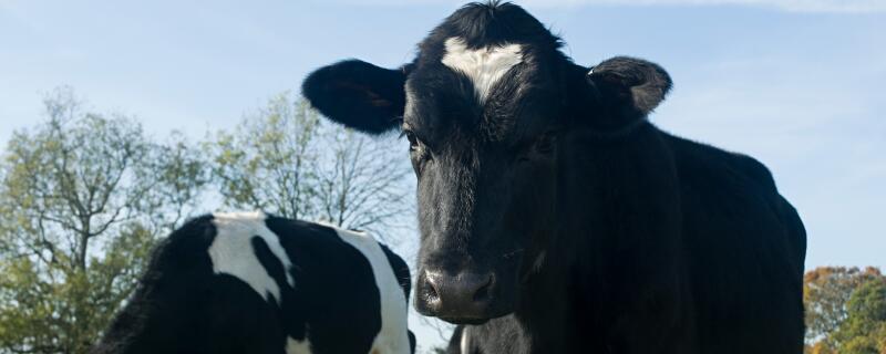 母牛吃红糖能催奶吗