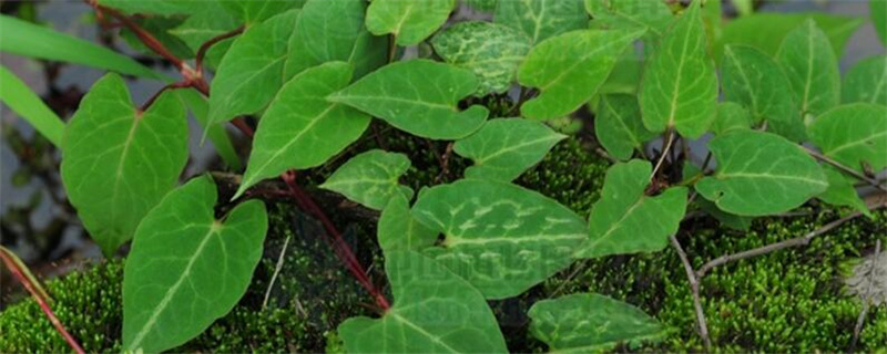 何首乌种植注意事项