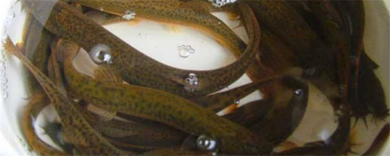 泥鳅吃什么饲料