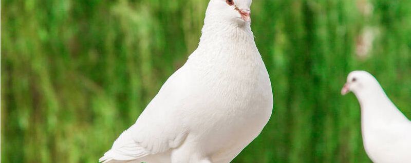 鸽子怕什么植物