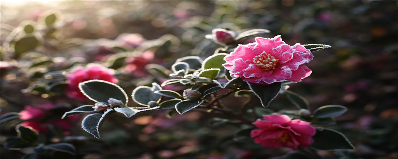 山茶花怎么施肥