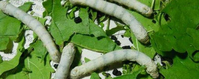 养蚕怕什么植物