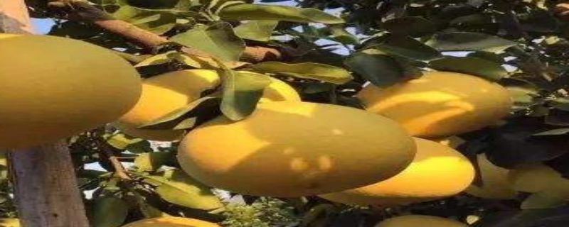 文旦什么时候成熟