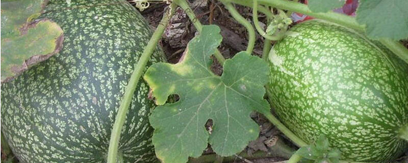 种植籽南瓜注意事项