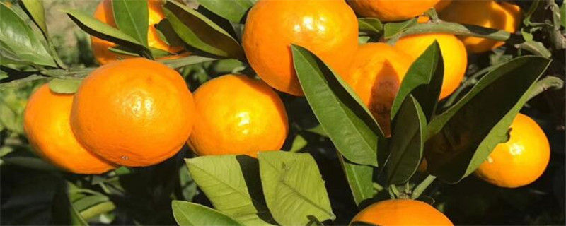 由良蜜桔几年可以挂果