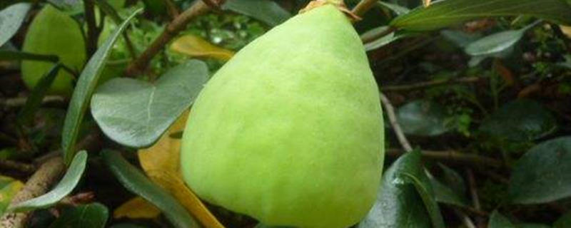 凉粉果什么时候成熟