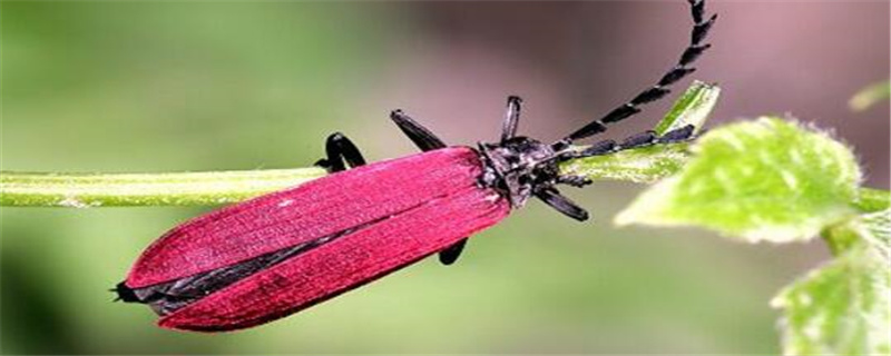 萤火虫用什么农药