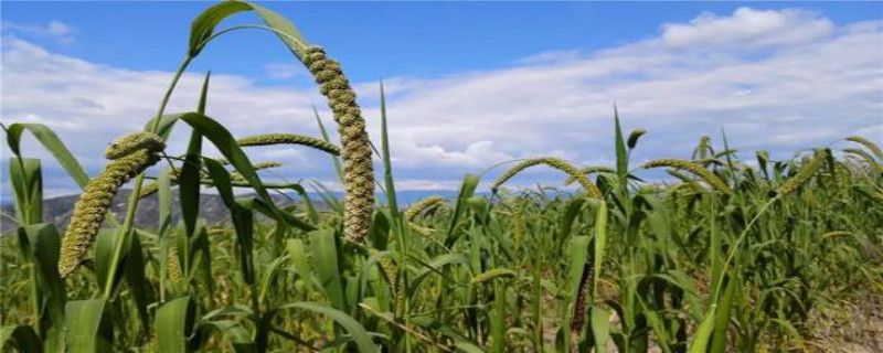 小米是什么植物的果实