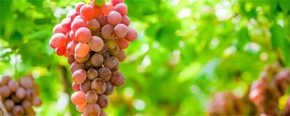 葡萄后期最需要的肥料是什么