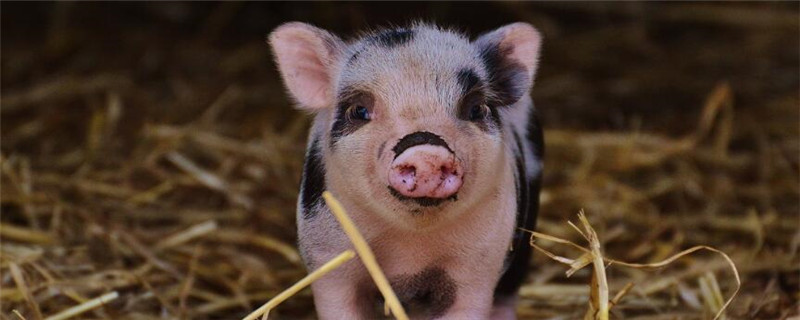 小猪喂什么饲料长的快