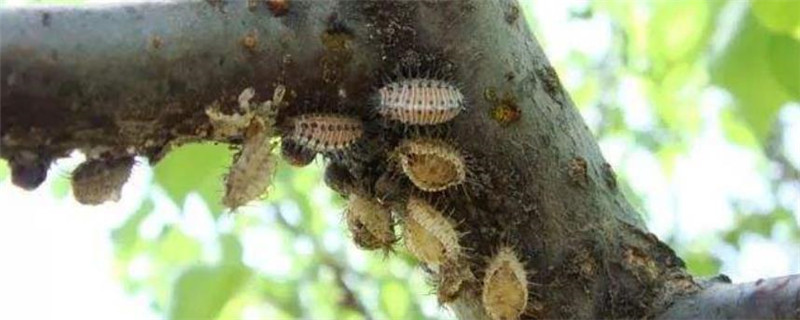防治介壳虫在什么时候