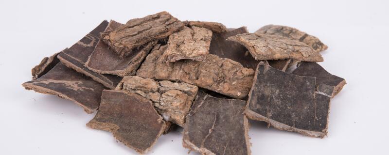 杜仲种植的注意事项