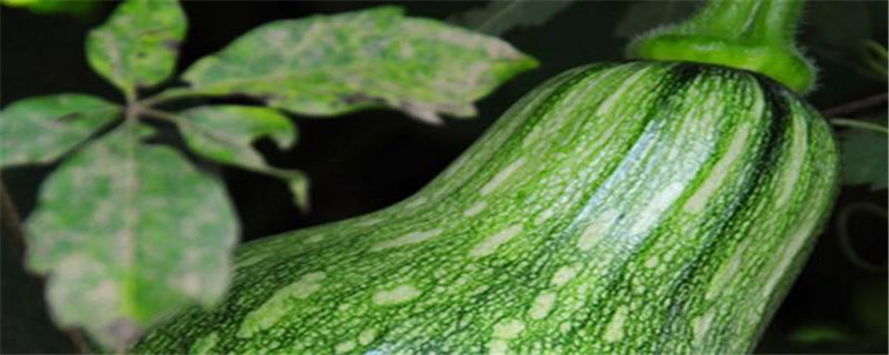 方瓜种植的注意事项