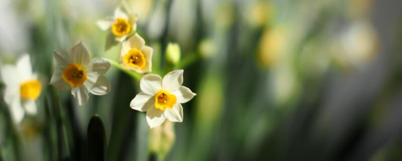 水仙花种植注意事项