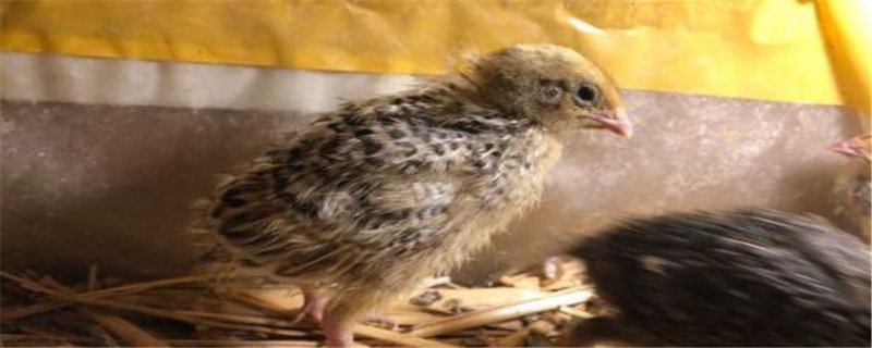 人工养殖的鹌鹑违法吗