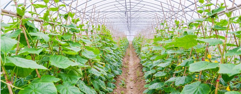 黄瓜苗很矮就结瓜了怎么办