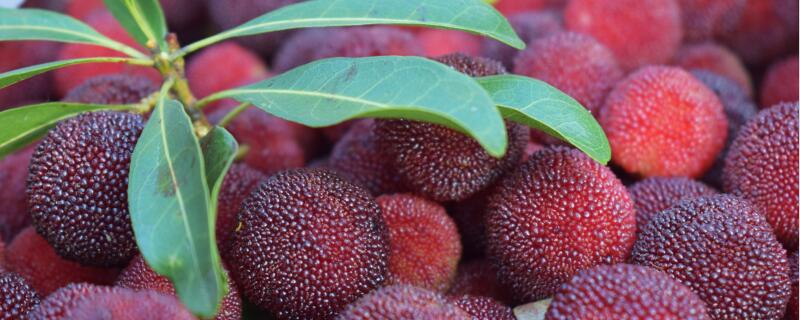 东魁杨梅几年结果