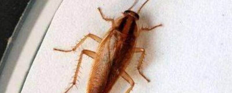 蚊子蟑螂最怕什么植物