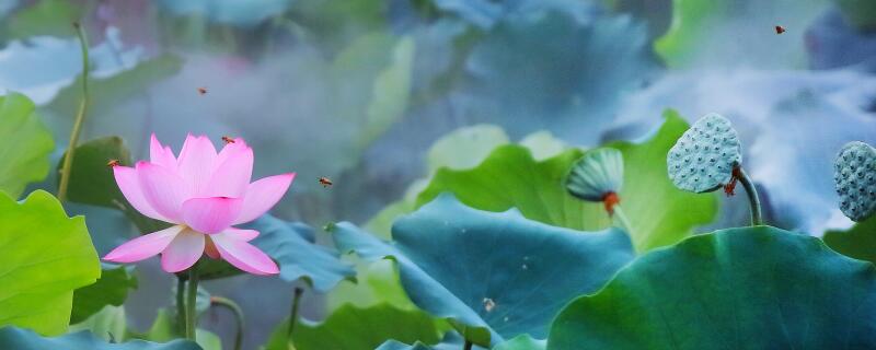 荷花种植的注意事项