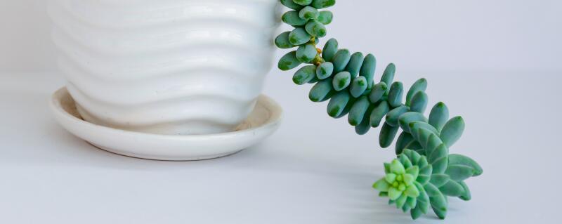 肉类植物多久浇一次水