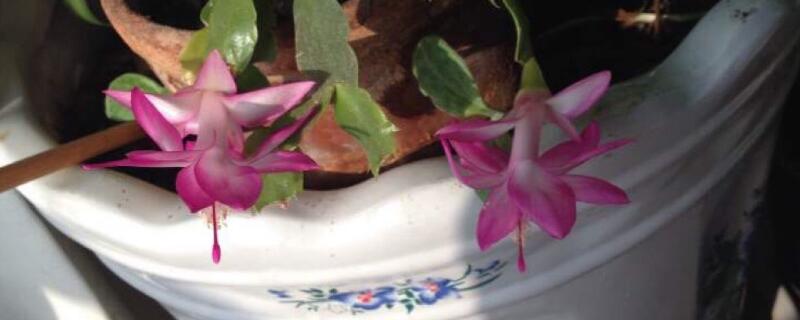 螃蟹莲花的养殖方法