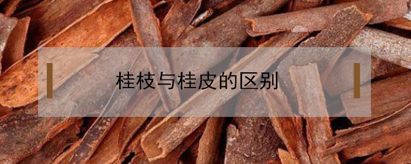 桂枝与桂皮的区别是什么？