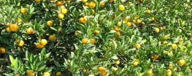 蜜桔树怎么施肥