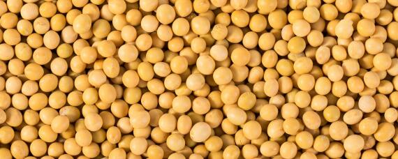 黄豆发酵后是磷钾肥吗