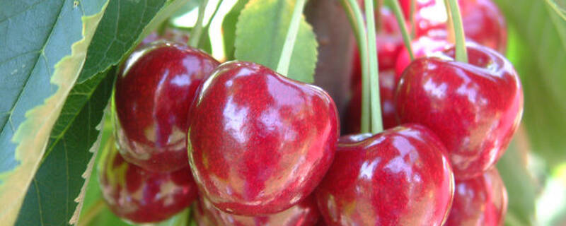 大樱桃什么时候剪枝最好