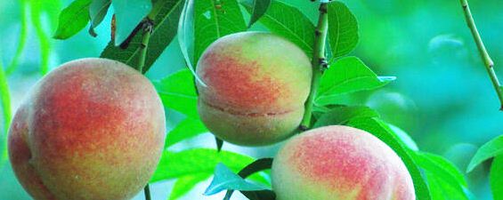 桃树桃子生虫打什么药