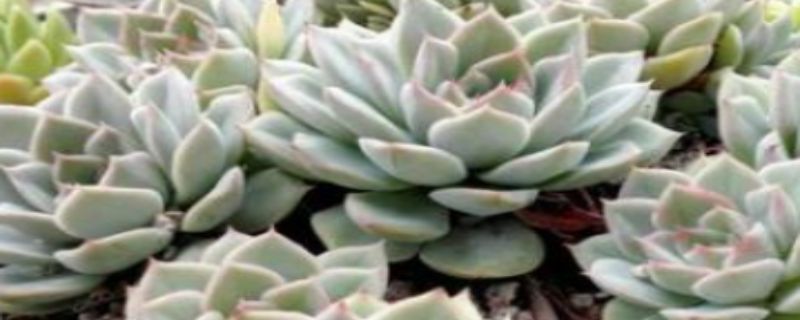 月亮仙子种植注意事项