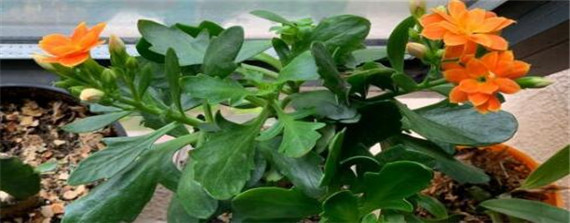 长寿花的花期是多久