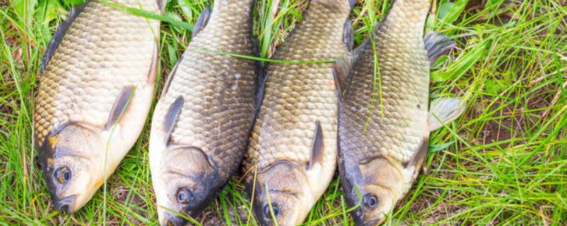 鲫鱼的生活习性