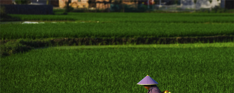 草甘膦除草剂使用方法及注意事项