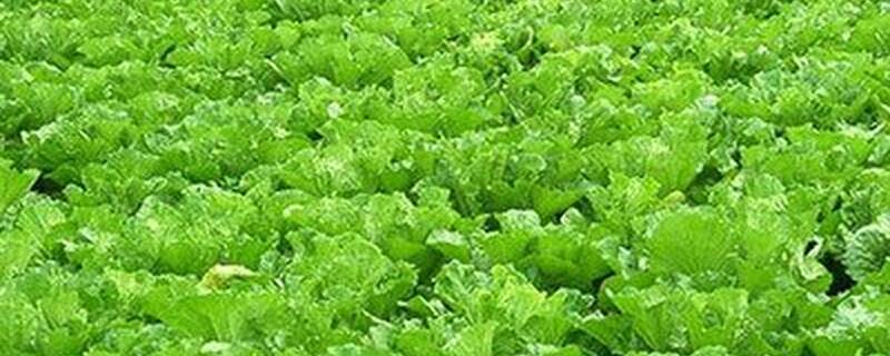 蔬菜用什么杀虫剂