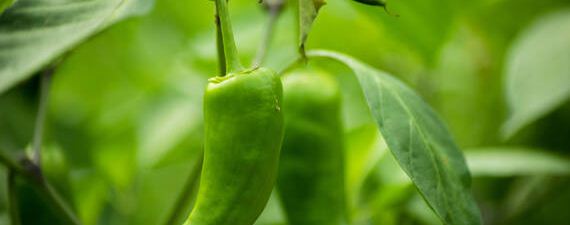 冬天辣椒种子催芽方法