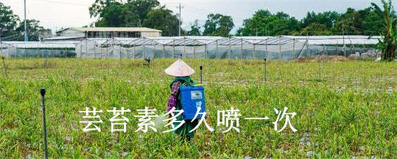 芸苔素多久喷一次