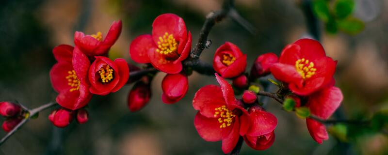海棠浇水种植注意事项