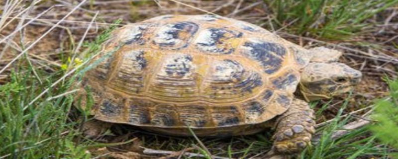 野生乌龟怎么过冬的