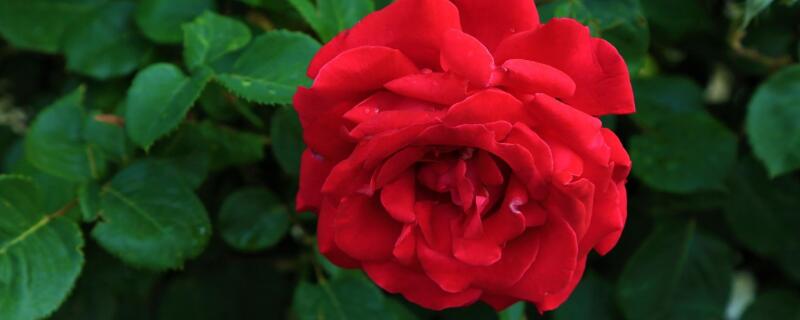 玫瑰的种植方法