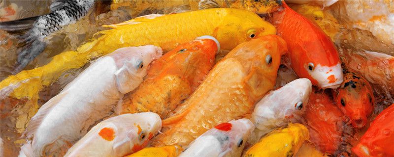 锦鲤吃什么饲料好