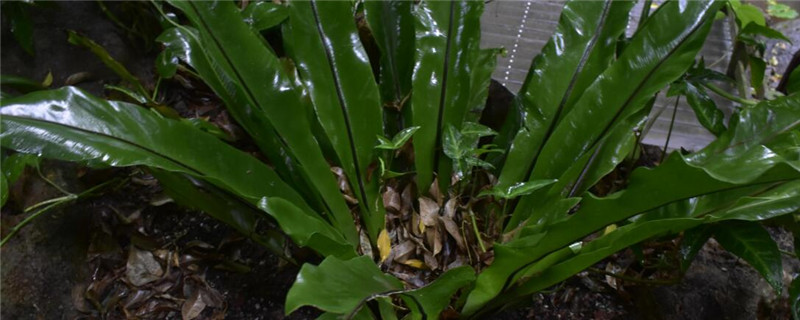 鸟巢蕨怎么浇水