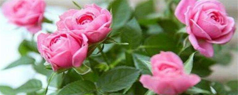 微型玫瑰多久浇一次水