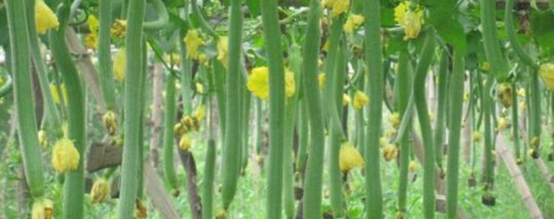 种植丝瓜的注意事项